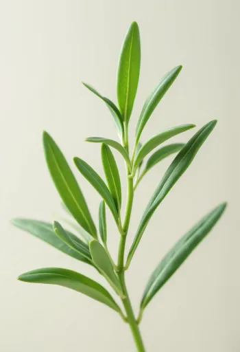 Kuivattua rakuunaa ja rakuunajauhetta keittiötasolla